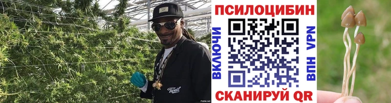Псилоцибиновые грибы прущие грибы  Купить  Сураж 